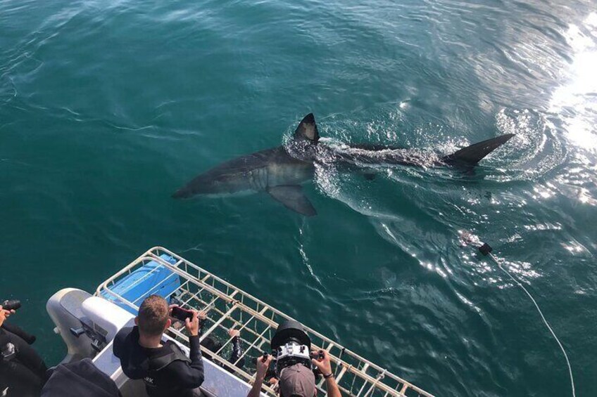 Shark Cage Diving South Africa