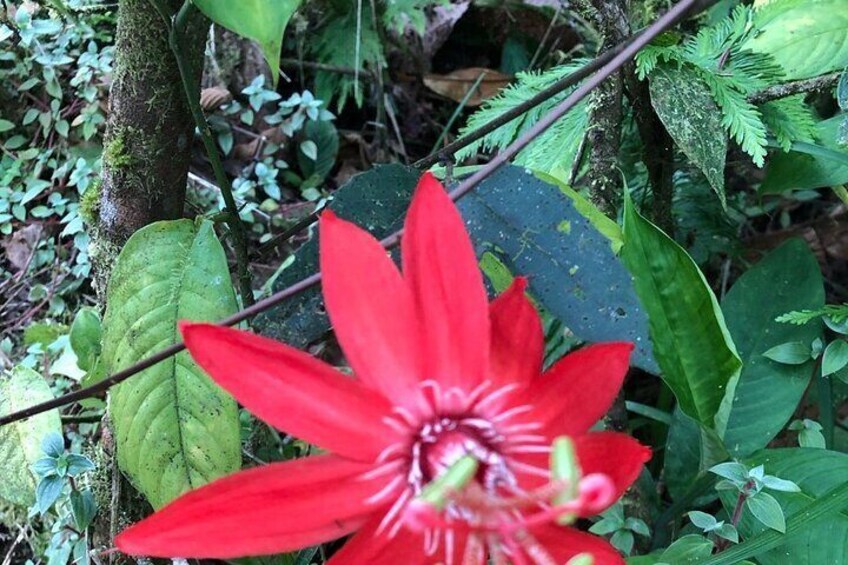 Rio Celeste Waterfall and Sloth Sanctuary