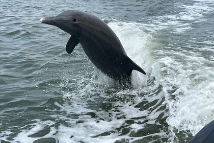 Halvdagsbeskjutning delfiner Eco Tour i 10 000 Island och Marco