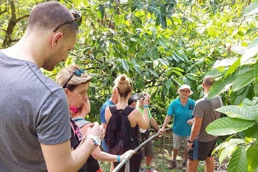 2 Hours Chocolate and Coffee Tour Farm Don Jorge