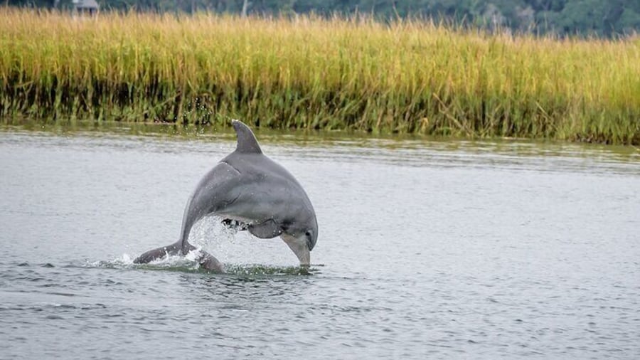 2 Hours Dolphin Eco Tour