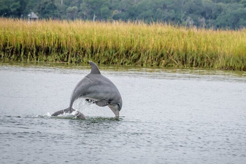 2 Hours Dolphin Eco Tour