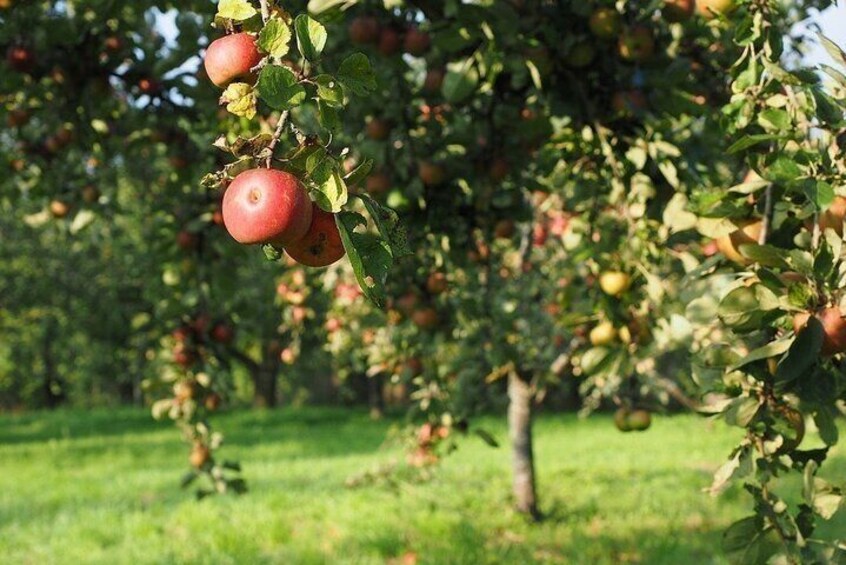 Private Normandy Cider Calvados and Cheese Tasting Tour