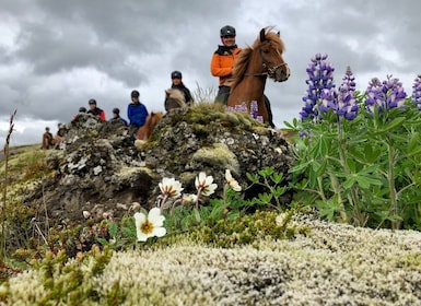 Da Reykjavik: Tour a cavallo per piccoli gruppi con prelievo di denaro