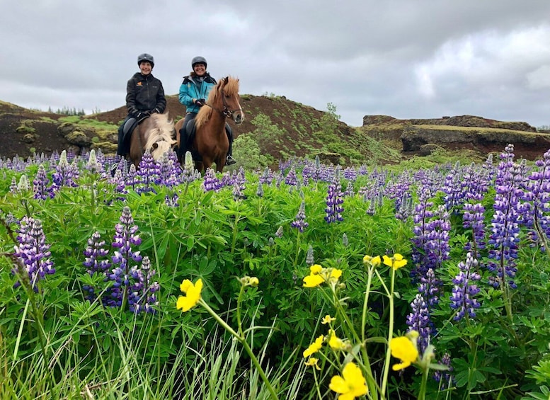 Picture 7 for Activity From Reykjavik: Small-Group Horse Riding Tour with Pickup