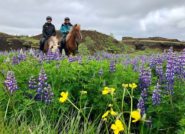 Picture 7 for Activity Reykjavik: Small-Group Horse Riding Tour with Pickup