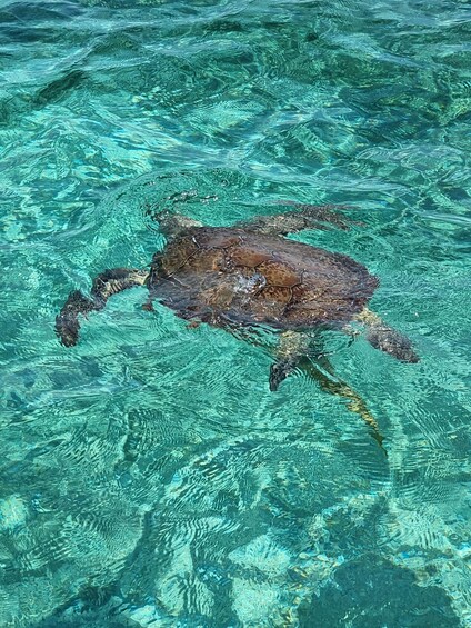 Picture 1 for Activity Nassau: Rose Island Swimming Pigs & Turtles Snorkeling Tour