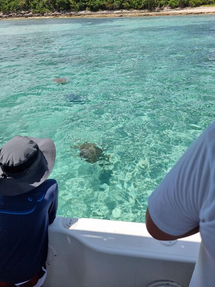 Picture 18 for Activity Nassau: Rose Island Swimming Pigs & Turtles Snorkeling Tour