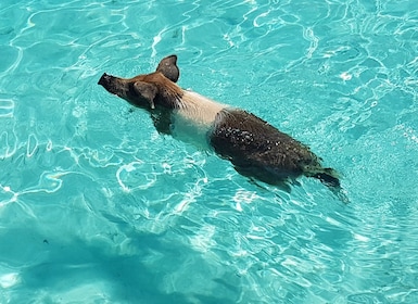 Nassau: Rose Island Schwimmende Schweine & Schildkröten Schnorcheltour