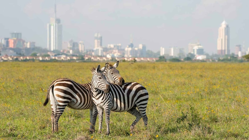 Picture 4 for Activity Nairobi National Park Half-Day Guided Game Drive