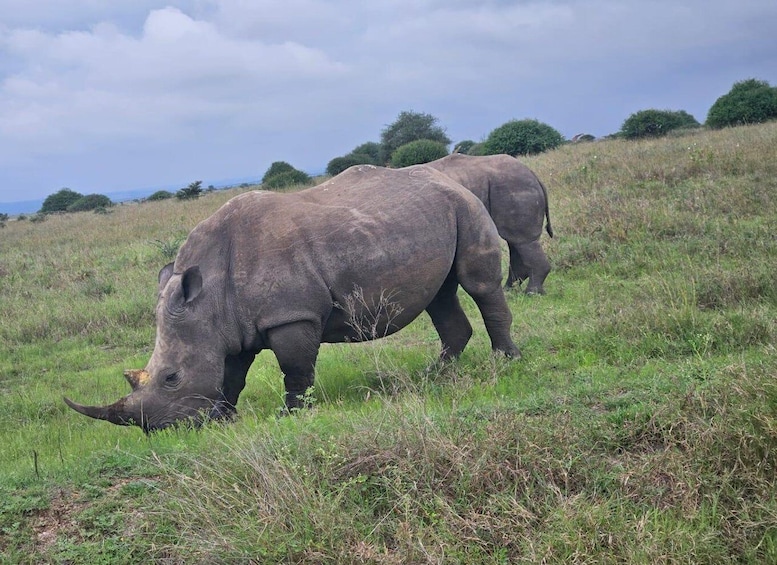 Picture 18 for Activity Nairobi National Park Half-Day Guided Game Drive