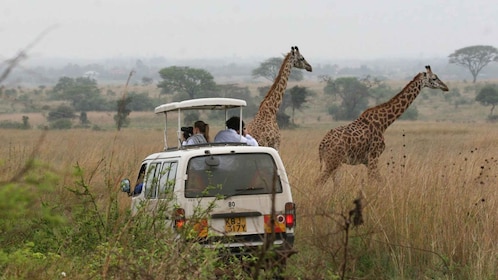 Safari guiado de medio día por el Parque Nacional de Nairobi