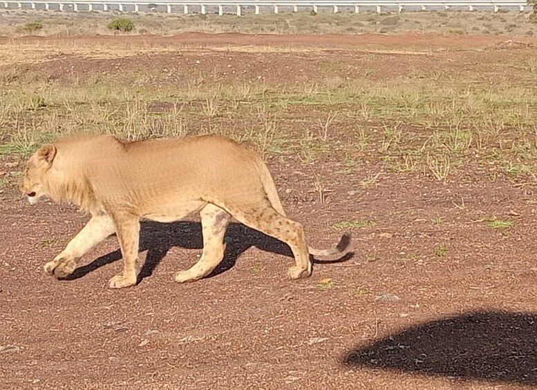 Picture 1 for Activity Nairobi National Park Half-Day Guided Game Drive