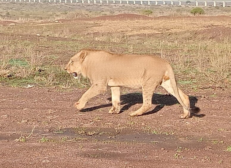 Picture 3 for Activity Nairobi National Park Half-Day Guided Game Drive