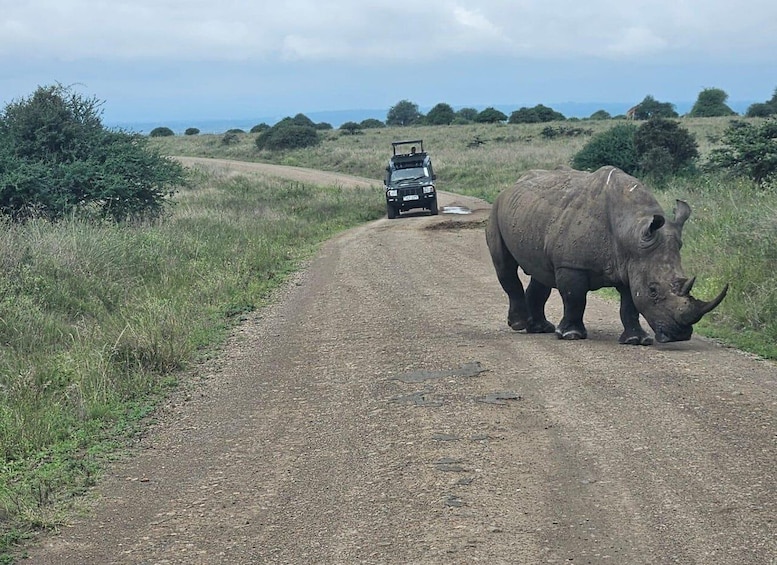 Picture 36 for Activity Nairobi National Park Half-Day Guided Game Drive