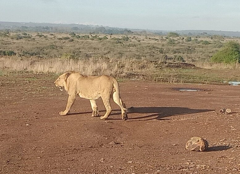 Picture 5 for Activity Nairobi National Park Half-Day Guided Game Drive