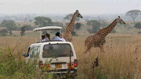 Parc national de Nairobi : Sunrise ou Sunset Game Drive Tour