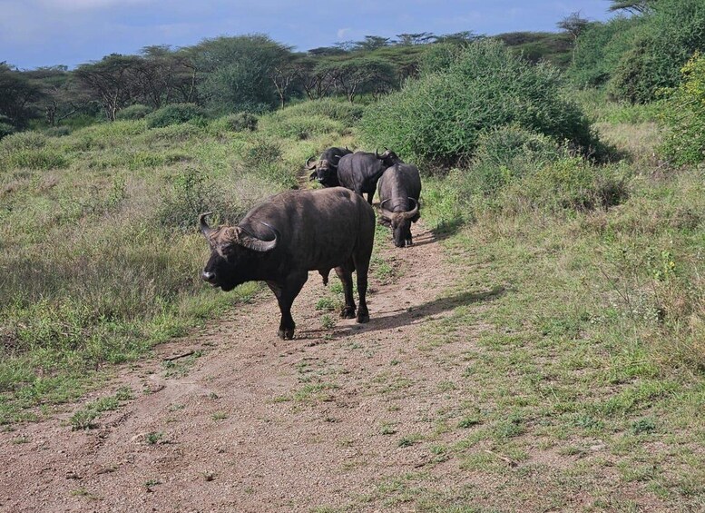 Picture 28 for Activity Nairobi National Park Half-Day Guided Game Drive