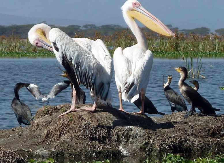 Picture 19 for Activity Tour to Hells Gate National Park and Lake Naivasha Boat Ride