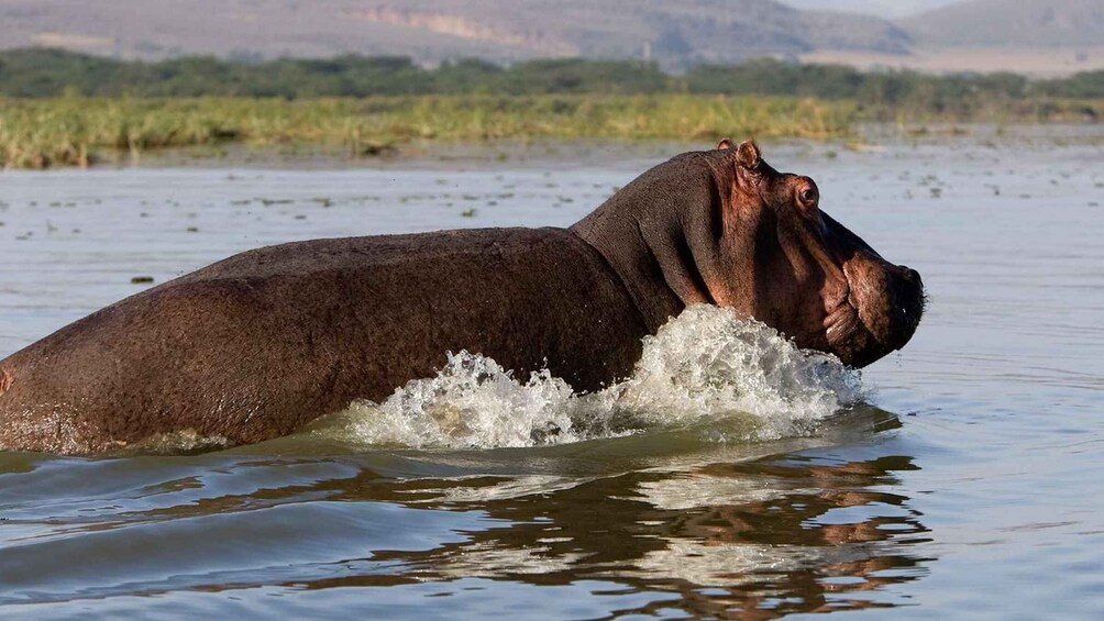 Picture 7 for Activity Tour to Hells Gate National Park and Lake Naivasha Boat Ride