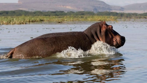 Tour to Hells Gate National Park and Lake Naivasha Boat Ride