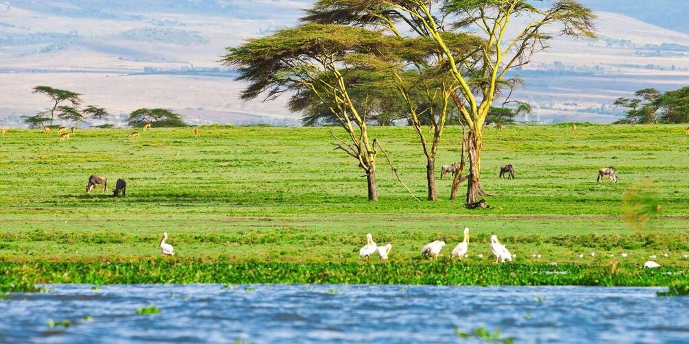 Picture 17 for Activity Tour to Hells Gate National Park and Lake Naivasha Boat Ride