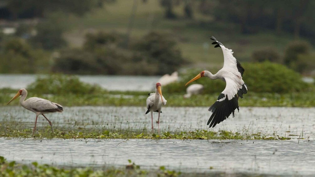 Picture 20 for Activity Tour to Hells Gate National Park and Lake Naivasha Boat Ride