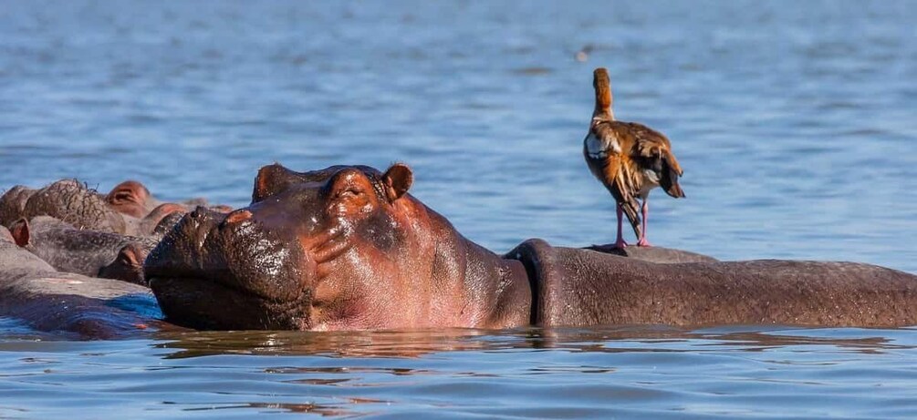 Picture 9 for Activity Tour to Hells Gate National Park and Lake Naivasha Boat Ride