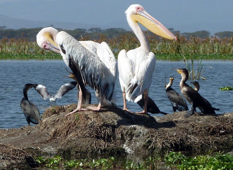 Picture 19 for Activity Tour to Hells Gate National Park and Lake Naivasha Boat Ride