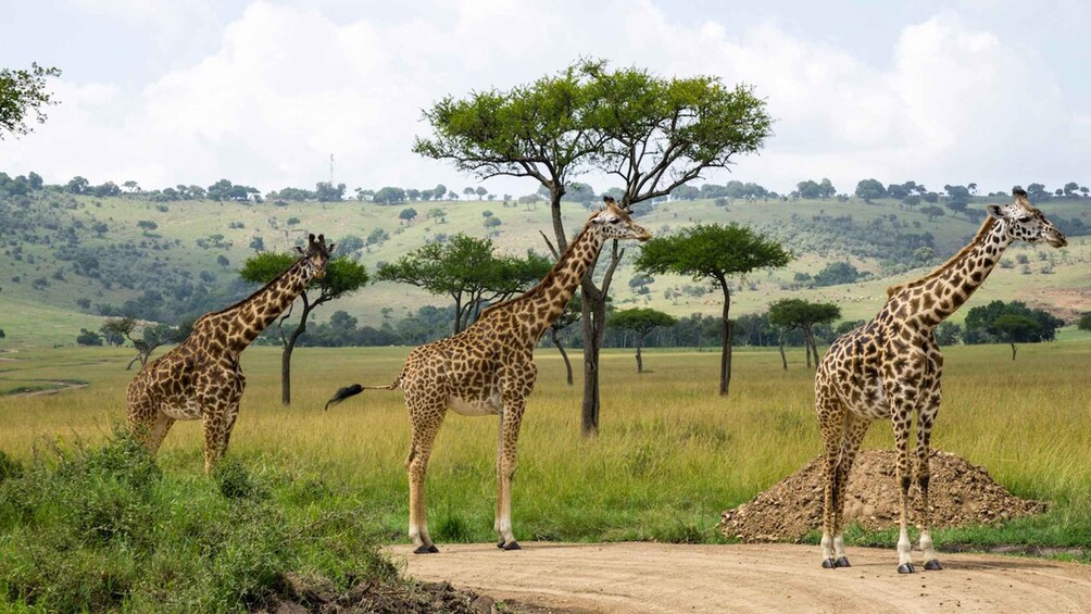 Picture 5 for Activity Tour to Hells Gate National Park and Lake Naivasha Boat Ride