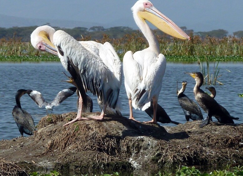 Picture 10 for Activity Tour to Hells Gate National Park and Lake Naivasha Boat Ride