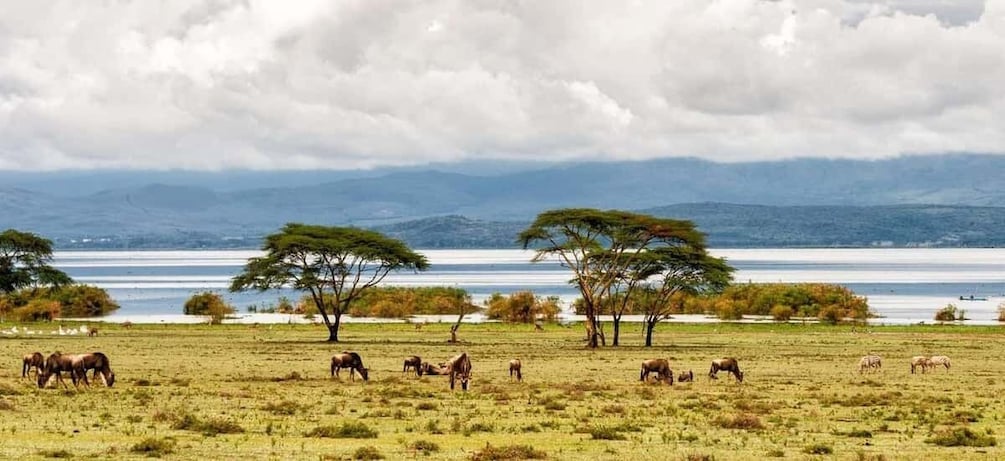 Picture 6 for Activity Tour to Hells Gate National Park and Lake Naivasha Boat Ride