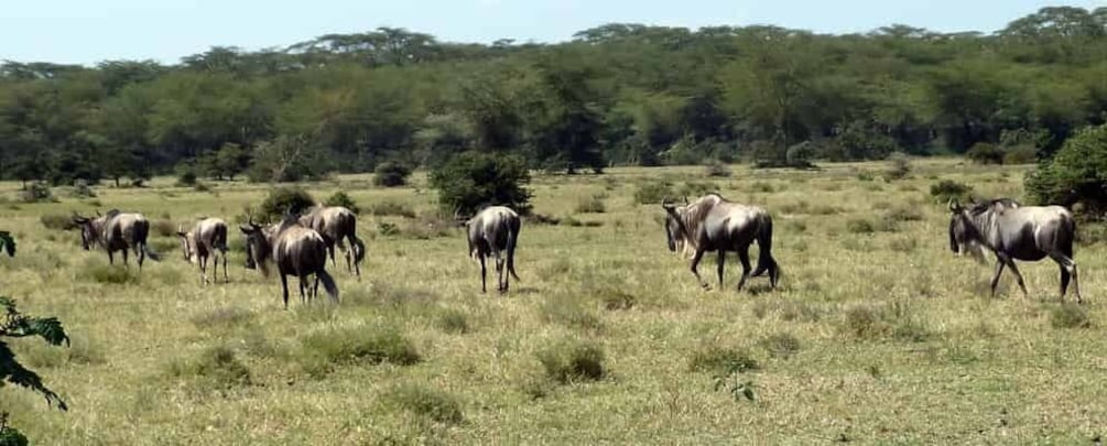 Picture 11 for Activity Tour to Hells Gate National Park and Lake Naivasha Boat Ride