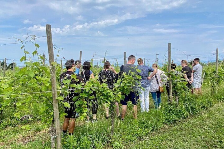 Wine Tasting and Tour of Lugana Wines in Sirmione