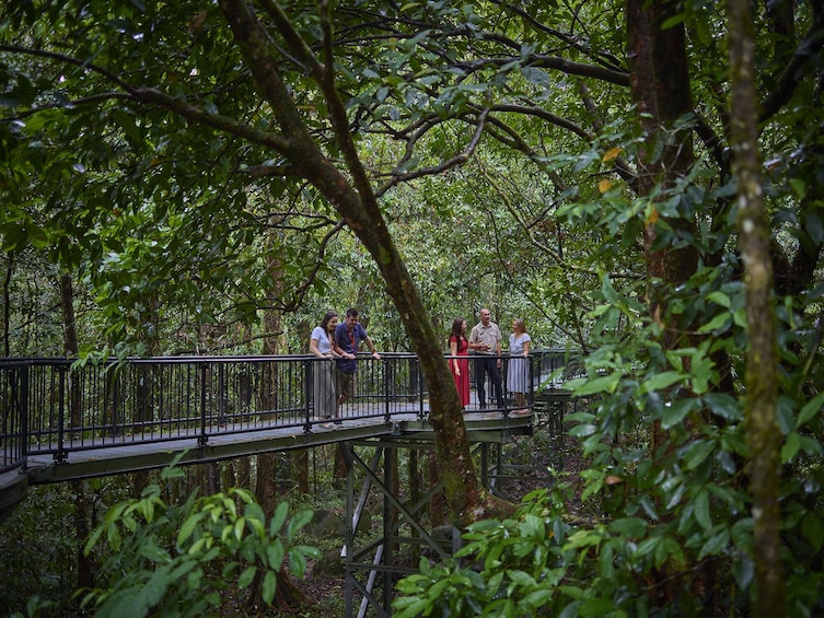 Daintree Dreaming - Aboriginal Art & Culture