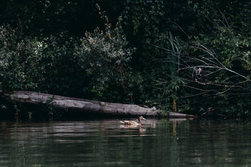 Guided kayaking on the Nalón river Oviedo