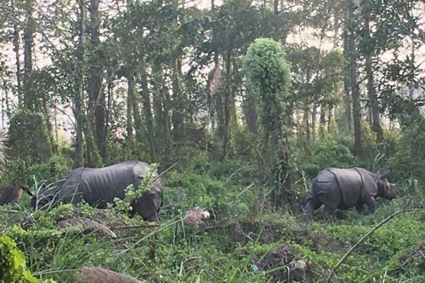 rhino in chitwan national park