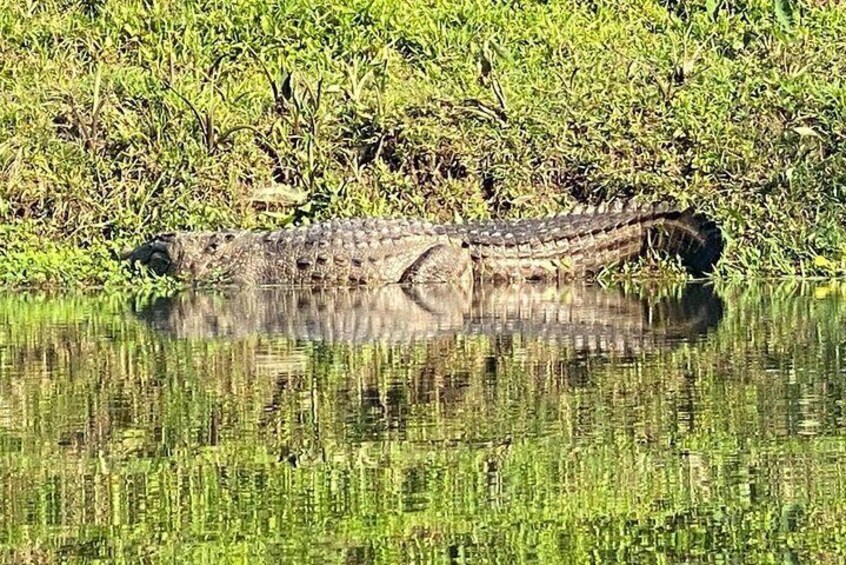 Crocodile in Rapti River