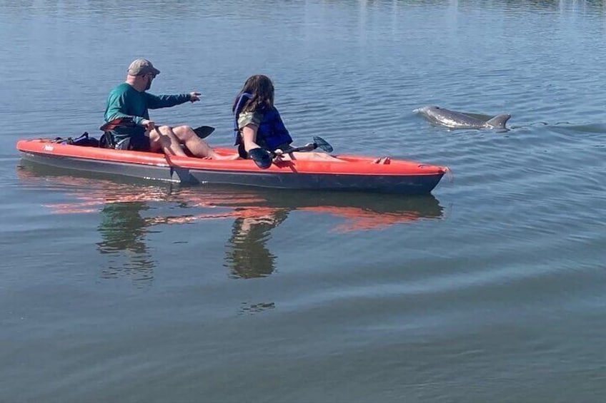 Dolphins coming in close to say hi!