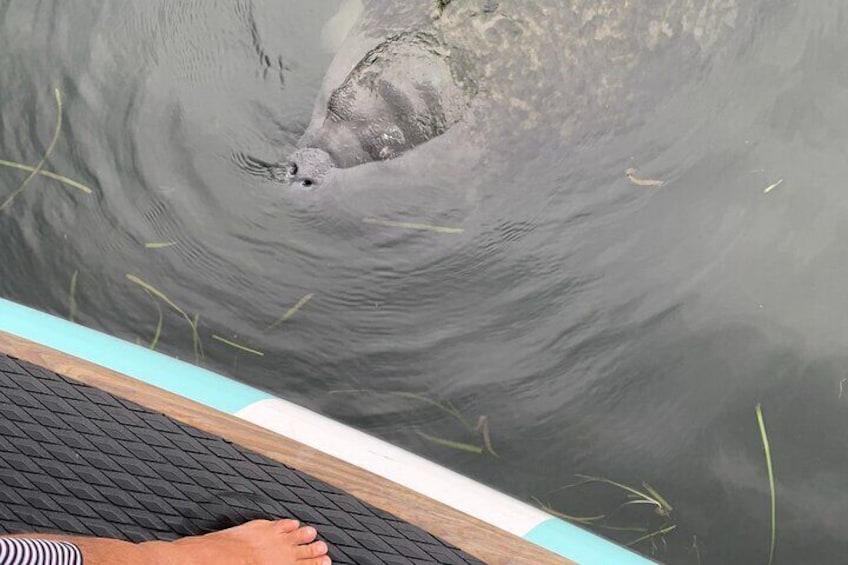 Just another curious manatee in Osprey!
