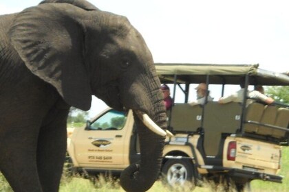 Kruger Park Safari Private Full-Day Tour from Malelane