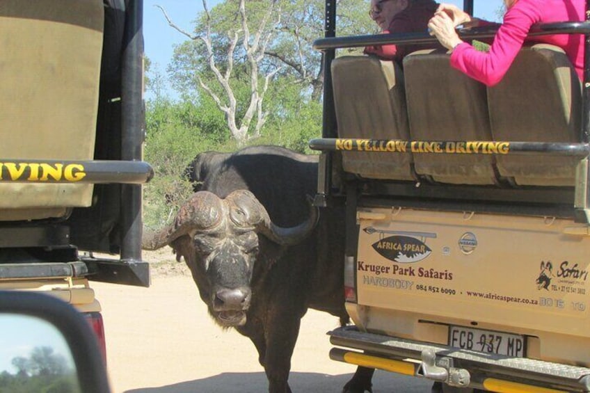 Kruger Park Safari Private Full-Day Tour from Malelane