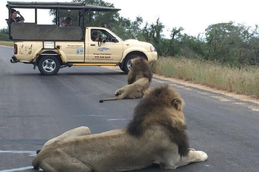 Kruger Park Safari Private Full-Day Tour from Malelane