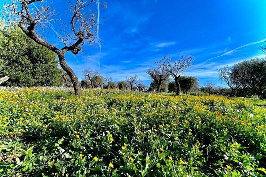 The Ancient Peasant Cuisine through Traditional Apulian Recipes