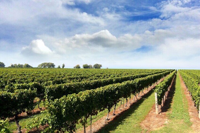 Niagara's Only Lakefront Vineyard