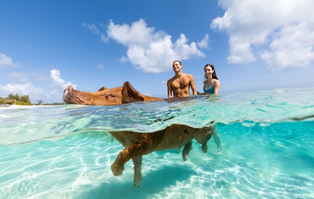 Rose Island: Sandy Toes ¡Cerdos nadadores originales y snorkel!