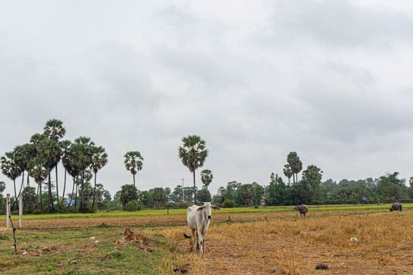 Bike Through Siem Reap Countryside with Local Guide 