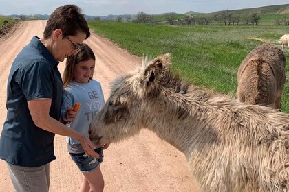 From Rapid City: Custer State Park Private Safari and Hiking