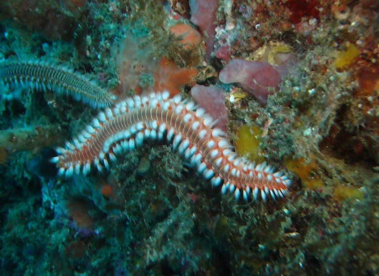 Picture 4 for Activity Terceira: Angra do Heroísmo Scuba Diving Tour with 2 Dives