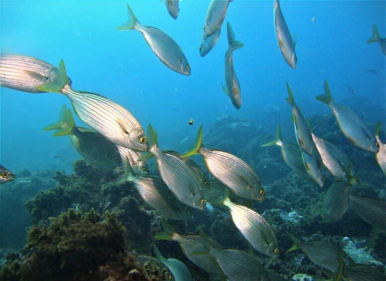 Picture 6 for Activity Terceira: Angra do Heroísmo Scuba Diving Tour with 2 Dives